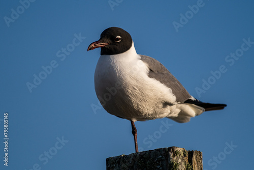 Laughing Gull standing in Post using One Leg