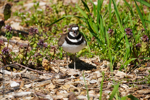 Killdeer on the nest on Governors Island. photo