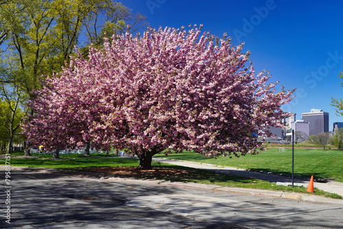 Blooming Japanese cherry on the Governors Island photo