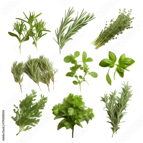 fresh herbs collection isolated on white background