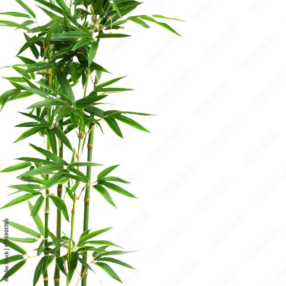 Bamboo Leaves on White Background with Various Herbs and Plants