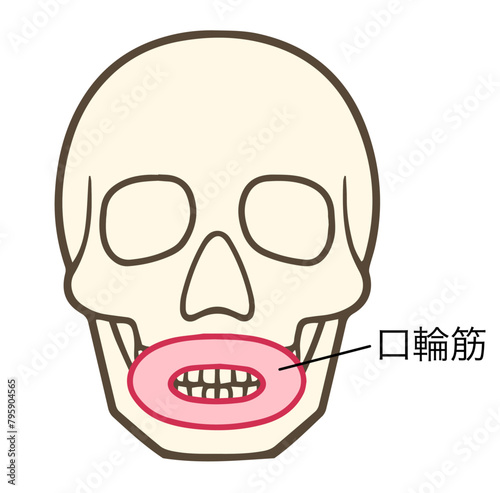 口輪筋、表情筋
