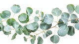 Close up of eucalyptus tree branch with leaves