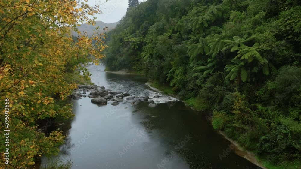 Aerial: Calm Mangawhero River and small rapids. The trees are yellow in the Autumn. Kakatahi, whanganui, manawatu, New Zealand. Aerial: Calm Mangawhero River and small rapids. The trees are yellow in the Autumn. Kakatahi, whanganui, manawatu, New Zealand.