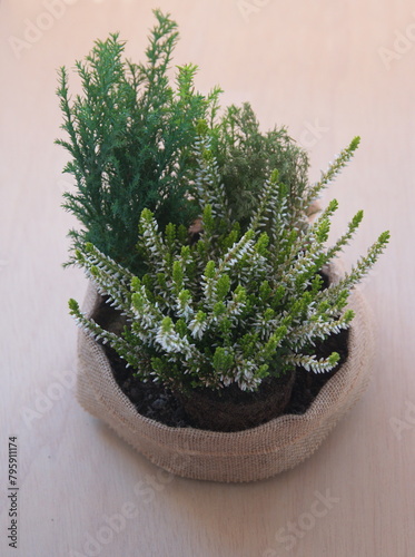 Erica carnea in bloom, the winter heath, winter-flowering heather, spring or alpine heath,  species of flowering plant, onbeige  background photo