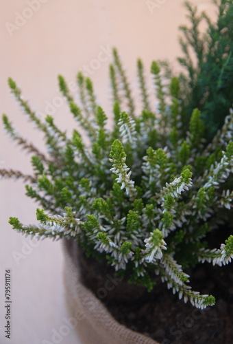 Erica carnea in bloom  the winter heath  winter-flowering heather  spring or alpine heath   species of flowering plant  on white background