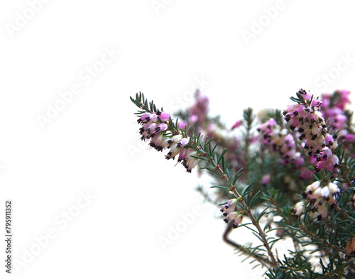 Erica carnea in bloom, the winter heath, winter-flowering heather, spring or alpine heath, species of flowering plant, on white background