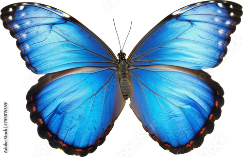 Blue morph butterfly with wings spread photo