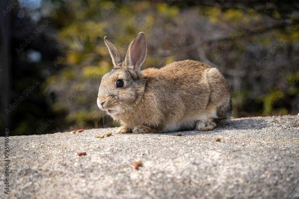 Fototapeta premium 大久野島の兎