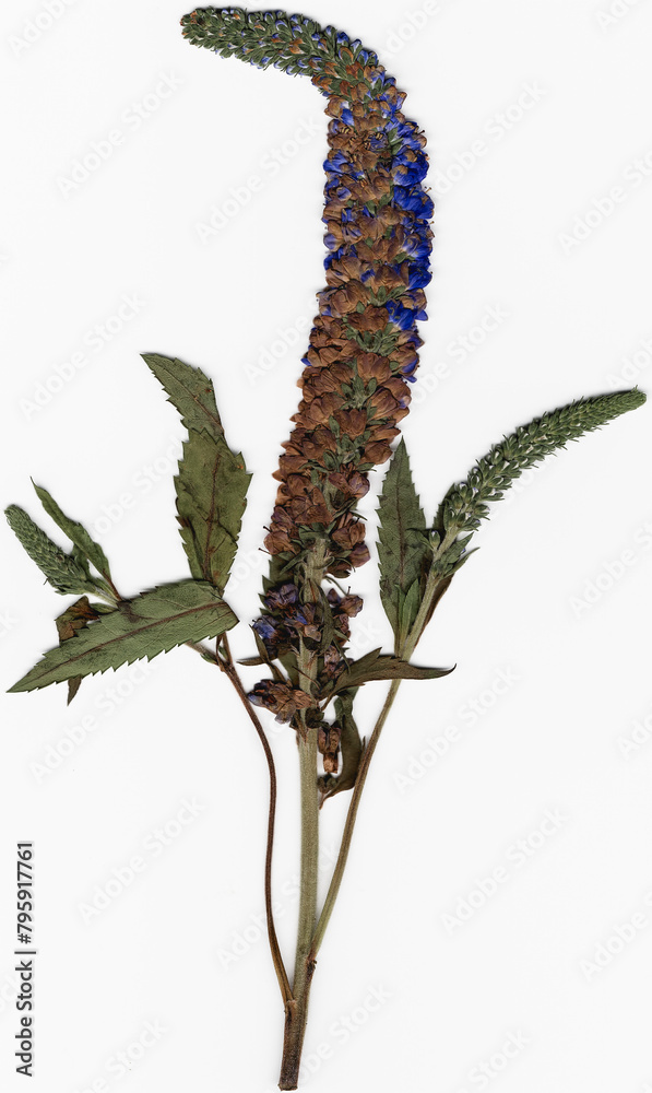 Naklejka premium Pressed blue flower on white