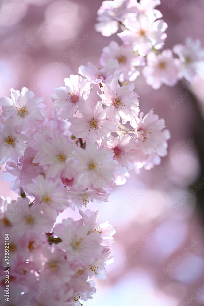 Cherry blossoms in spring, Victoria, BC, Canada