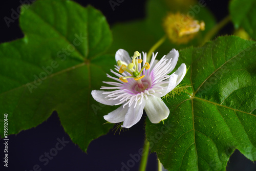 Stinking passionflower (Passiflora foetida) or wild maracuja, bush passion fruit, wild water lemon, stoneflower, love-in-a-mist, or running pop
 photo