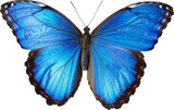 Vibrant blue morph butterfly with open wings