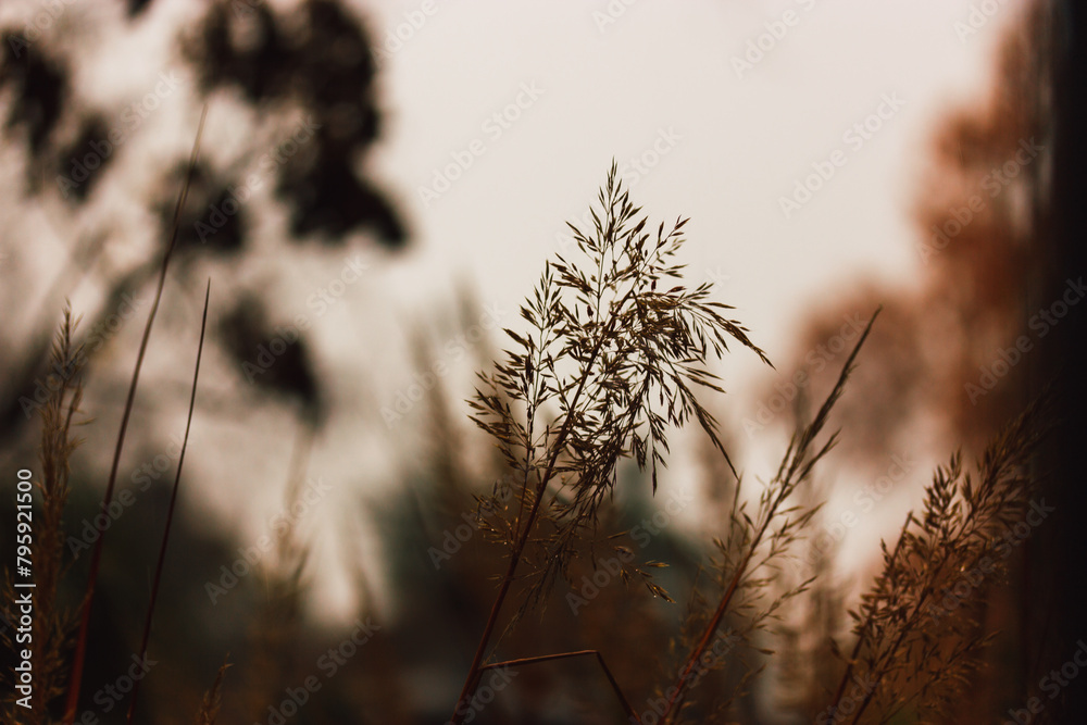 Obraz premium Autumn landscape. Dry spikes of grass, grasses on a dusky gloomy day. Abstract calm natural background of garden, park plants. Dry flora is growing in a wild against sunset sky. Tranquillity, calmness