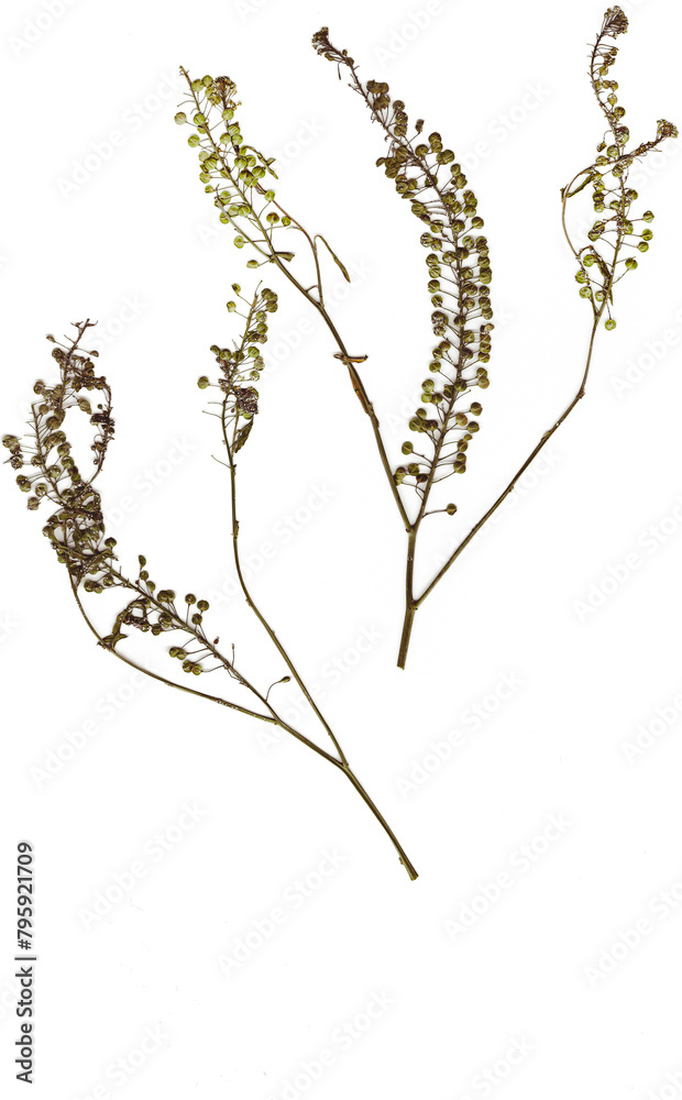 Naklejka premium Pressed pennycress on white