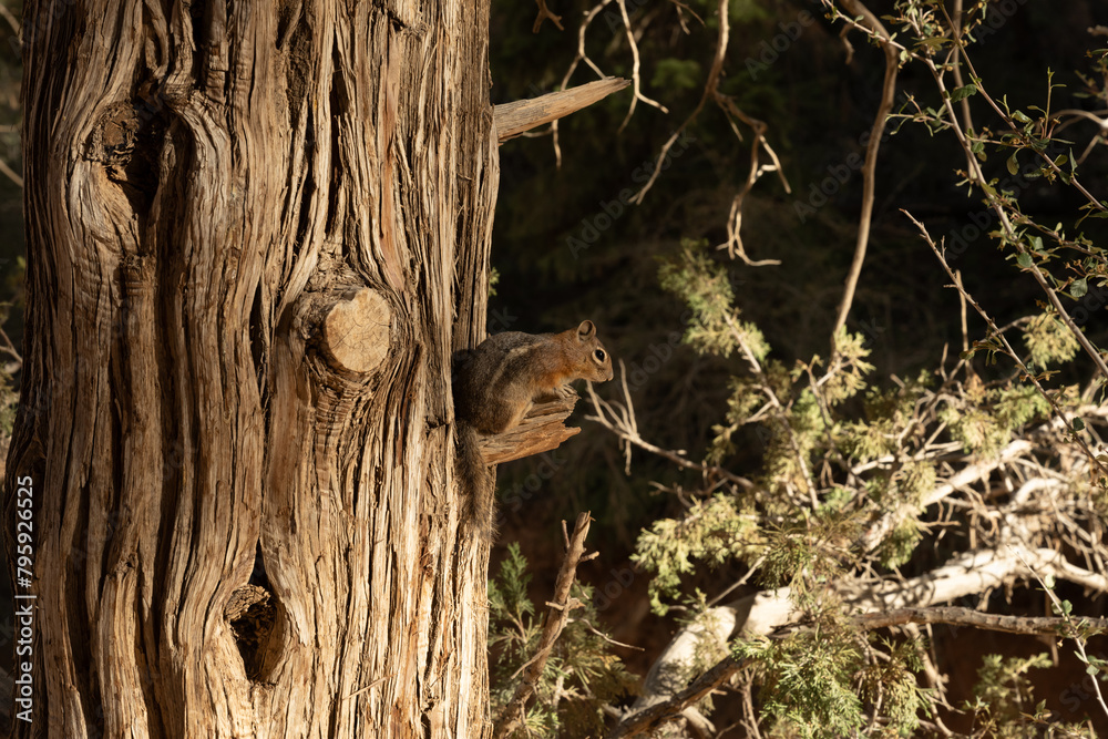 Obraz premium Squirrel Takes A Rest On Broken Tree Branch