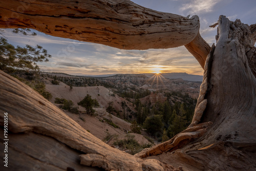 Sunrise Through Dried Gnarly Tree In Bryce