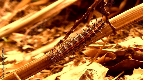 caterpillar walking over dry leaves and branches, insect, animal, crop pest, nature, taturana, marandová, mandorová, mondrová, ruga, oruga, furry animal photo