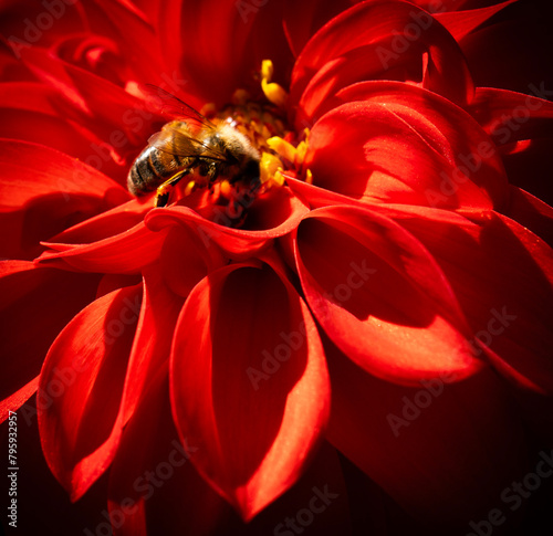 bee collecting pollen from red dahlia flower