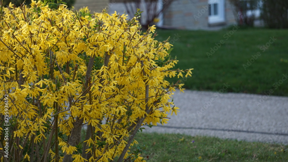 Forsythia is easy to grow and adapts well to various soil types and ...