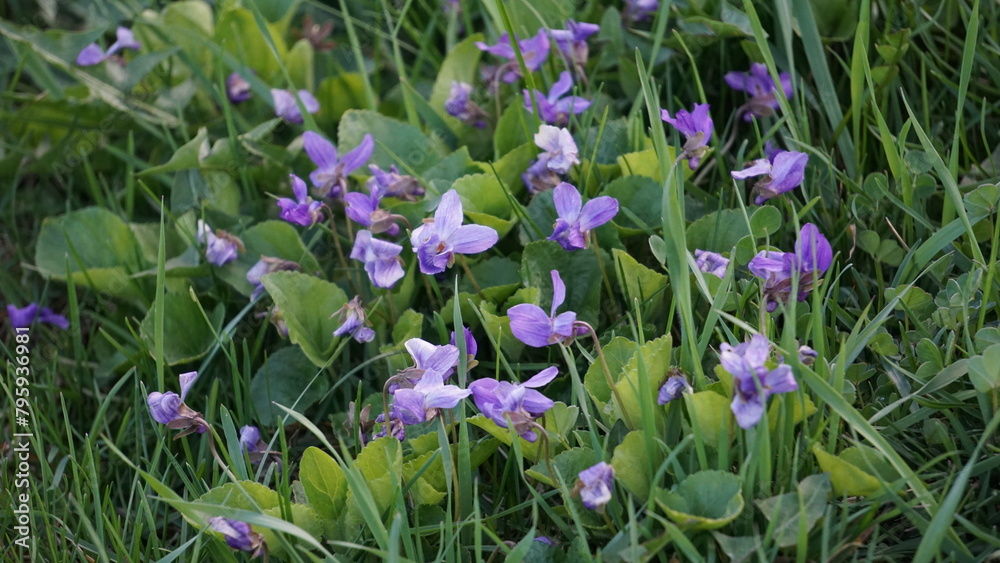 Fototapeta premium Viola cucullata, commonly known as marsh blue violet or hooded blue violet, is a charming wildflower native to North America, particularly found in wetland habitats, marshes, and stream banks.
