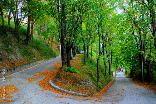 Interesting view from Montefortino at a road winding through slopes filled with dark thick and thin trunks, vegetation of alive greenery and fallen brown leaves, a car, and buildings in the background