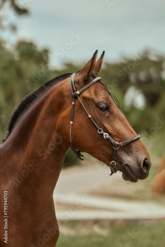 portrait of a horse © kevindavides