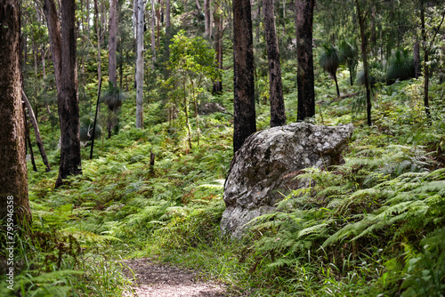 Mount Alum bush walk at Bulahdelah