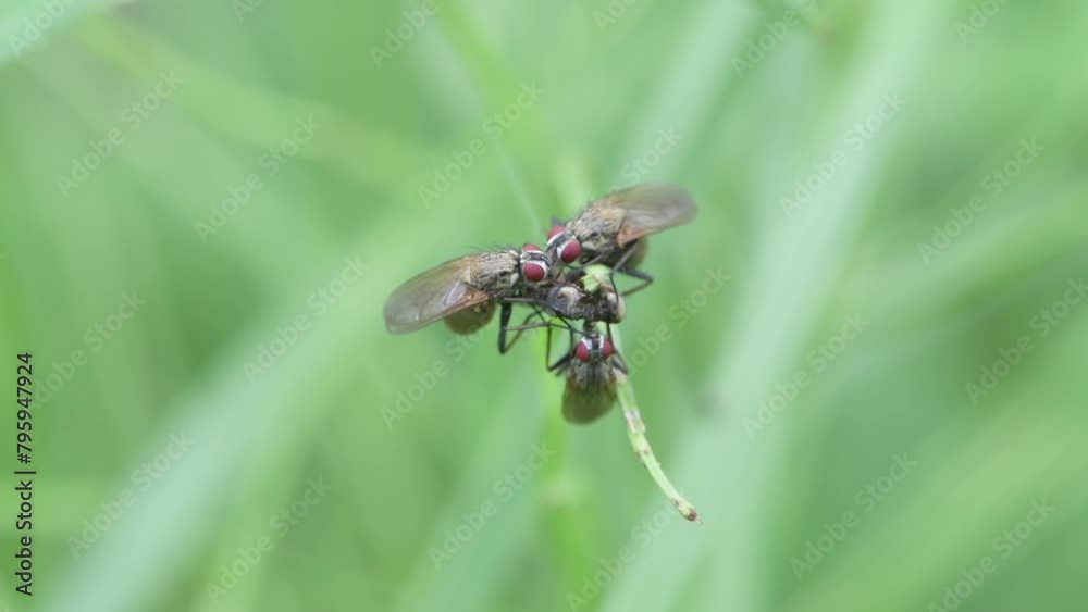 Stable flies feeding on a dead insect. Stable flies feeding on a dead insect.