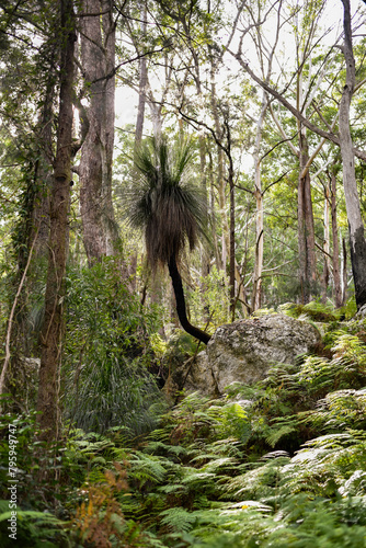 Canvas Print Mount Alum bush walk at Bulahdelah