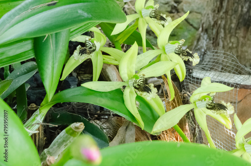 Coelogyne Pandurata Orchid.Blossoms