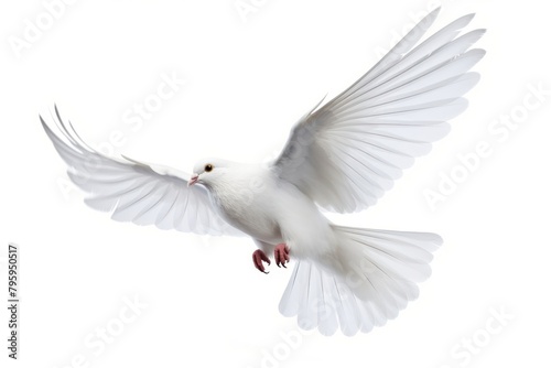 Pigeon animal flying white.