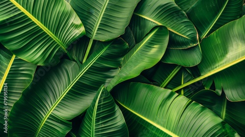 Green leaves closeup on plant