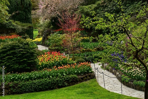 Tulips in the gardens of Victoria, BC, Canada