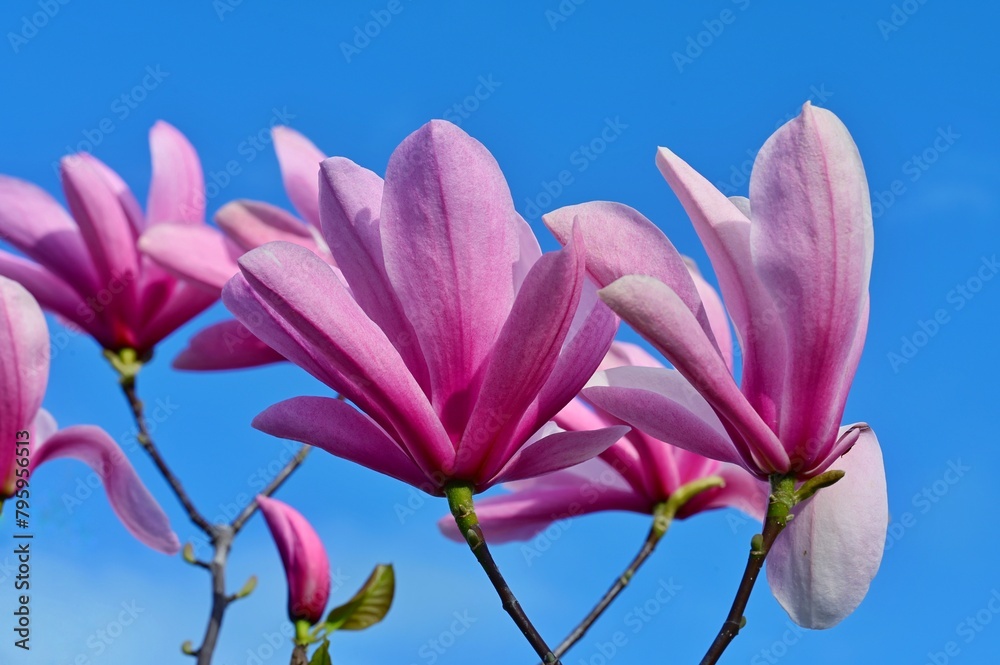 Fototapeta premium Magnolia tree in bloom. Victoria, BC, Canada