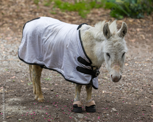 Young Domestic Donkey Female Wearing a Blanket and Hooves Protection Boots. Farm in Santa Clara County, California, USA. photo