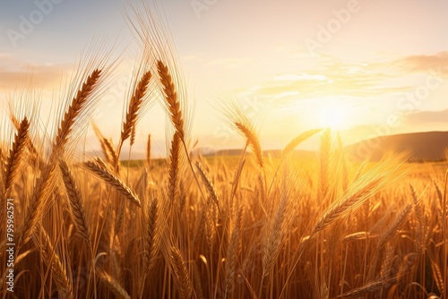 Golden Sunrise Wheatfield Gradients: Captivating Wheat Waves in Sunlight