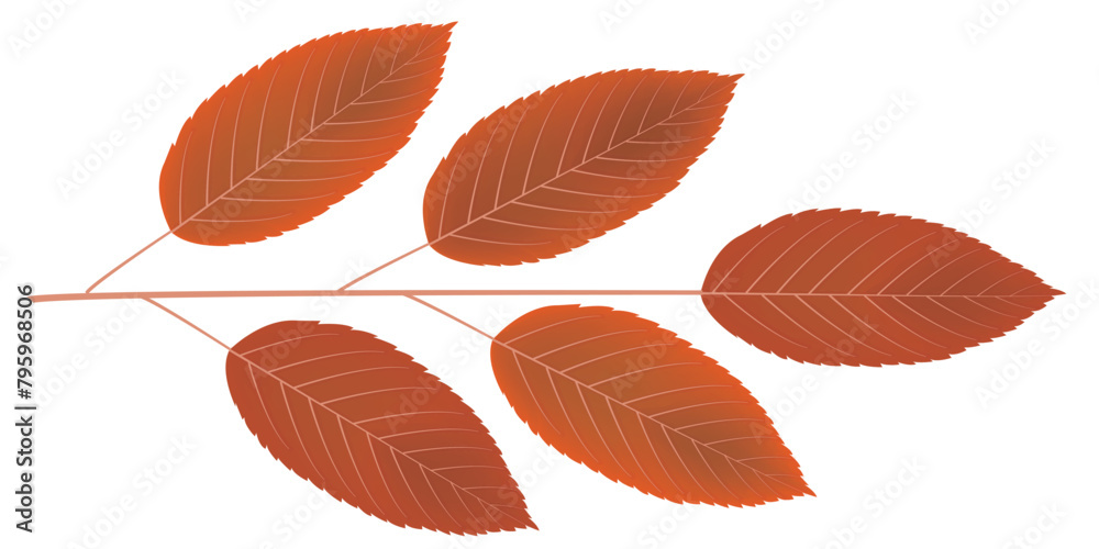 Obraz premium 紅葉 葉 秋 木 アイコン