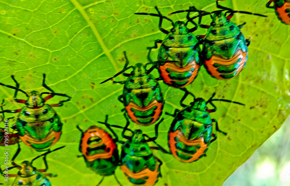 close-up view of a colony of plant-destroying beetles