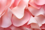 Soft Rose Petal Gradients: Gentle Pink Transitions Delight