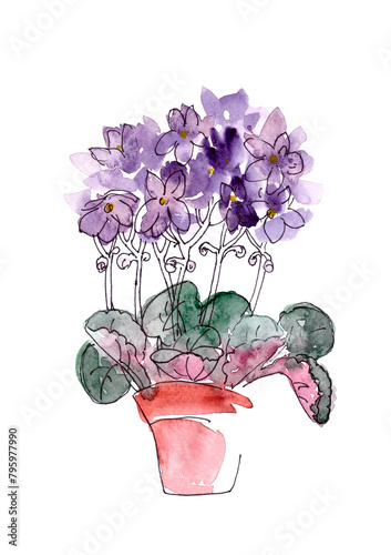 blooming African violet in a pot, watercolor drawing on a white background