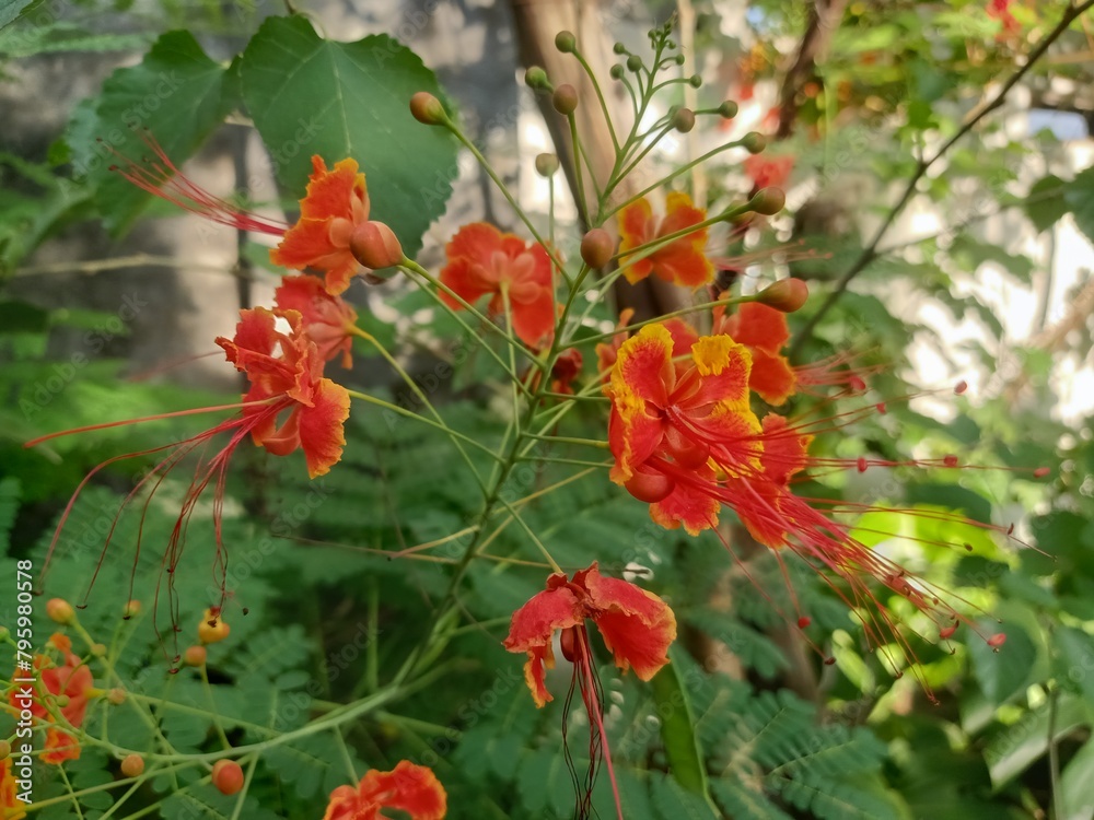 The Peacock Flower plant (Caesalpinia pulcherrima) is easily recognized by its flowers which are dominated by bright red and yellow, contrasting with its bright green leaves. No need for special care, The Peacock Flower plant (Caesalpinia pulcherrima) is easily recognized by its flowers which are dominated by bright red and yellow, contrasting with its bright green leaves. No need for special care,