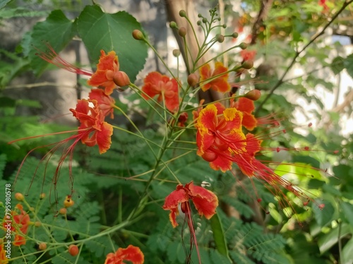 The Peacock Flower plant (Caesalpinia pulcherrima) is easily recognized by its flowers which are dominated by bright red and yellow, contrasting with its bright green leaves. No need for special care,