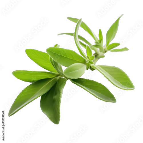 stevia herb closeup in pure white background photo