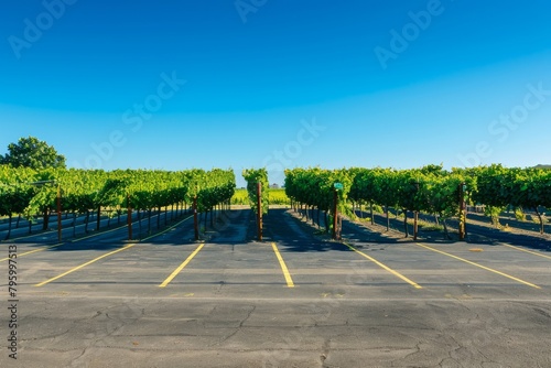 A serene countryside parking lot adjacent to a picturesque vineyard, with rows of grapevines in the background, Generative AI