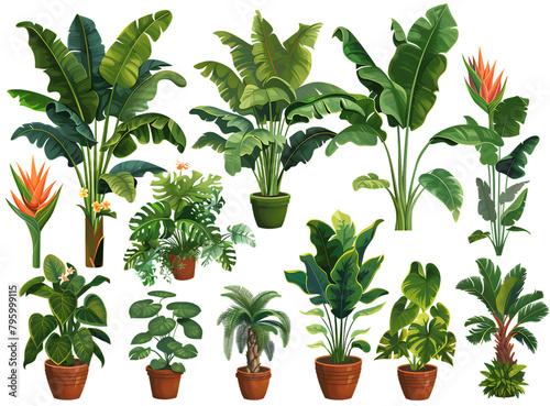 Set of vector plants  banana tree in pot and other tropical houseplants clip art white background 