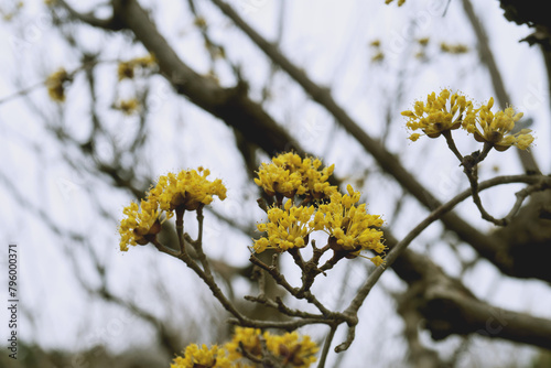 サンシュユ（Cornus officinalis）の黄色い花／ミズキ科・3月 photo
