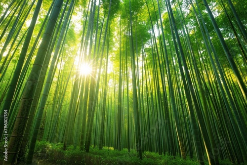Bamboo forest with sunlight streaming through the tall stalks