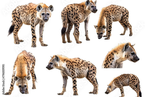 Set of Various Poses of Hyena