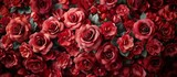 A detailed view of a bunch of vibrant red roses surrounded by lush green leaves